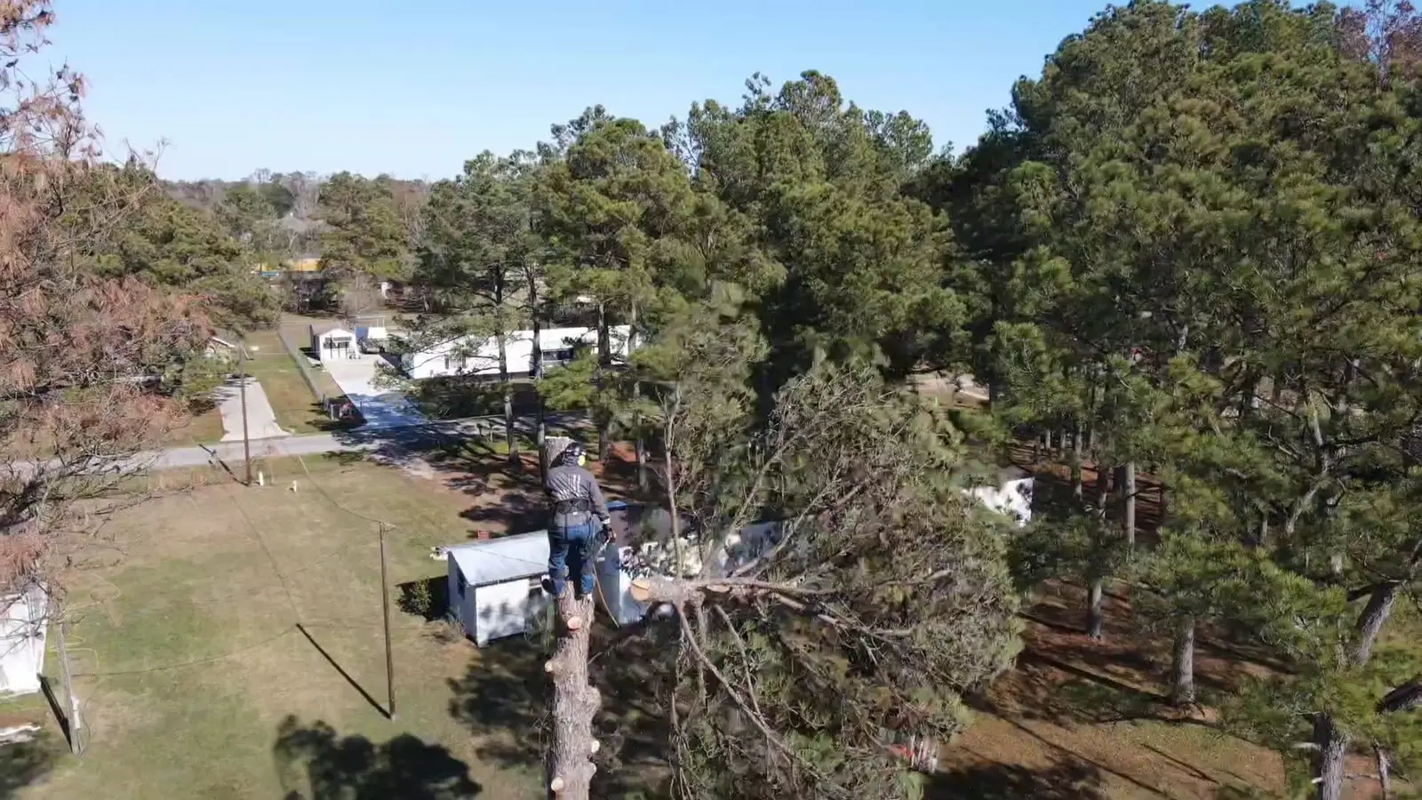 409 Demo tree service crew working on a Southeast Texas property